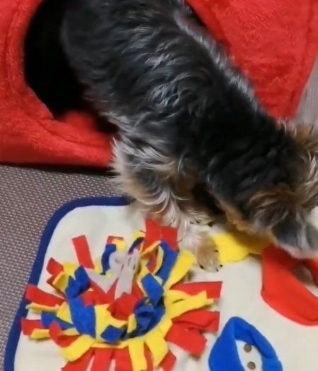 ステイホームしながら遊ぶ愛犬