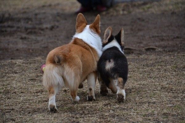 犬のお尻