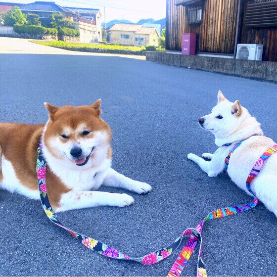 朝日を浴びながらお散歩タイム♪