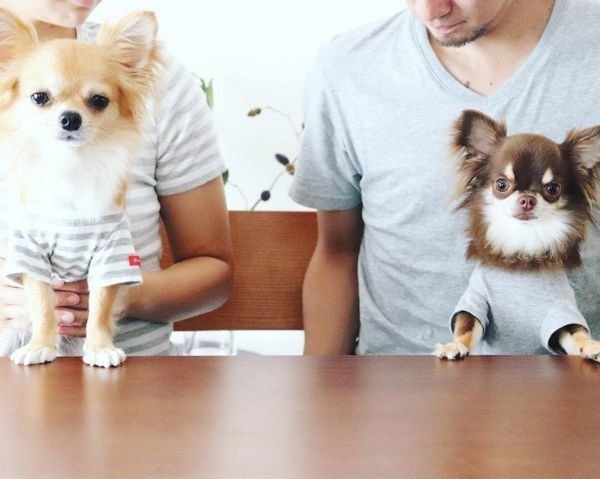 シンプルでナチュラルな犬服:キミノフク。