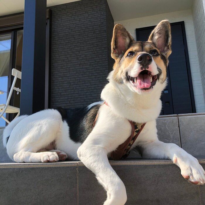 少しずつ成長していったちまきちゃん　イタズラは一切せず、賢く俊敏で、食べることが大好きなのだとか