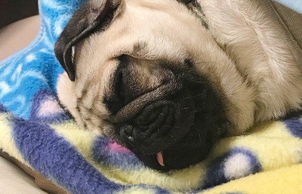 眠るパグ