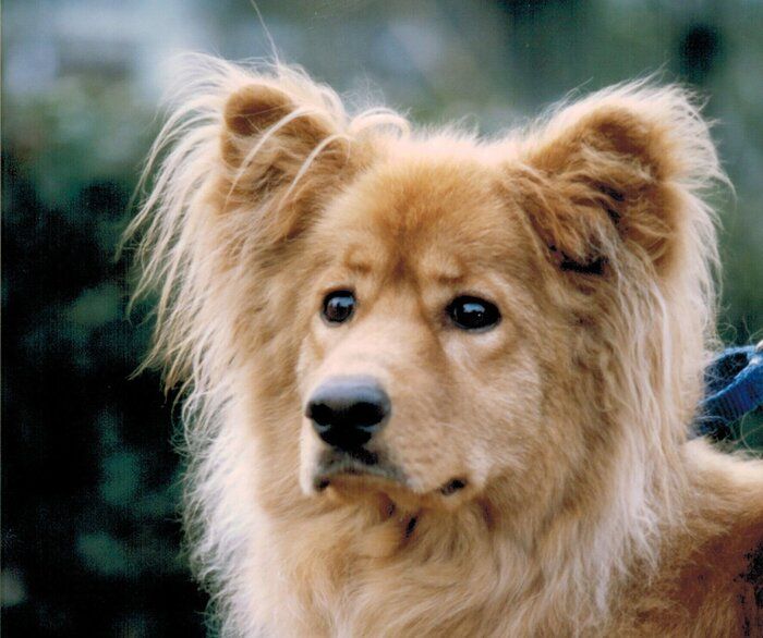 犬との信頼関係が一瞬にして崩れ去った出来事 連載 西川文二の 犬ってホントは Vol 95 いぬのきもちweb Magazine