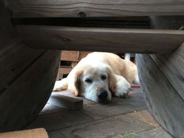 不満そうな犬
