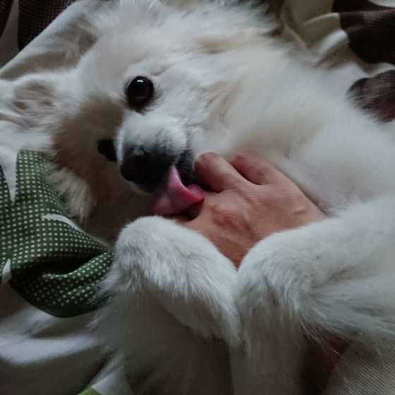 ポメラニアン
