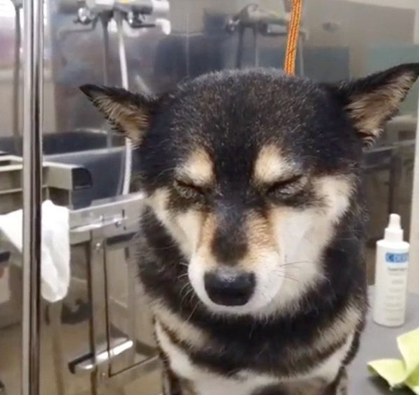 泡風呂に入る豆柴