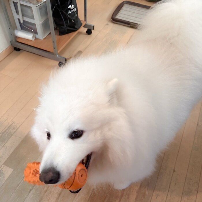おもちゃを持ってくるはっくん