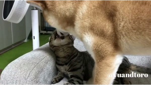 ゆうとろ