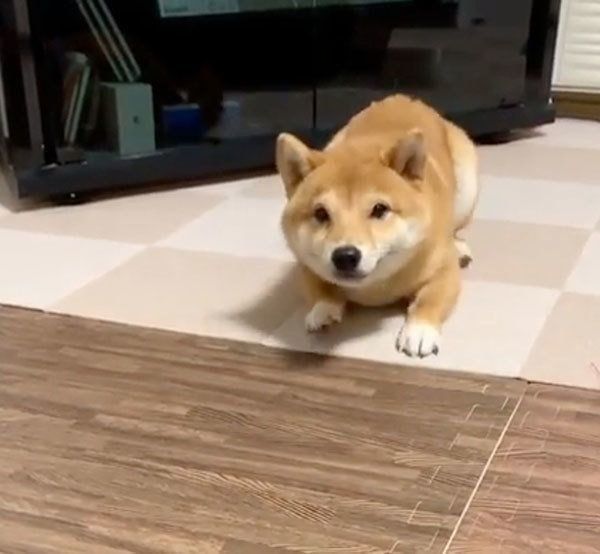 ごはんが欲しくて後ずさりする豆柴