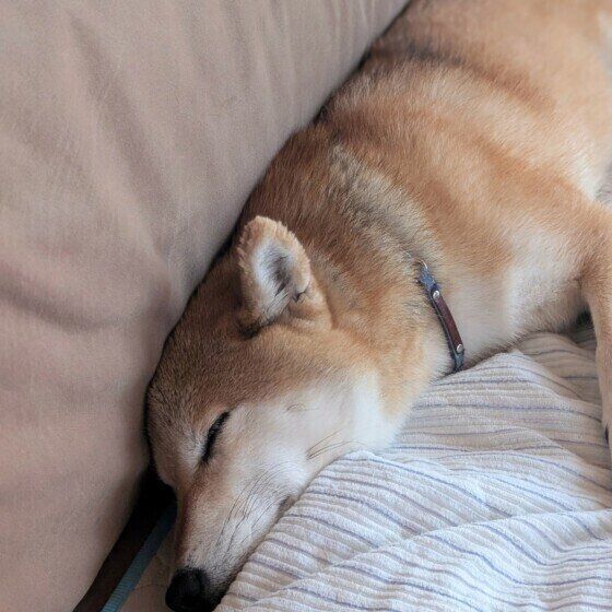 物に挟まって寝る柴犬