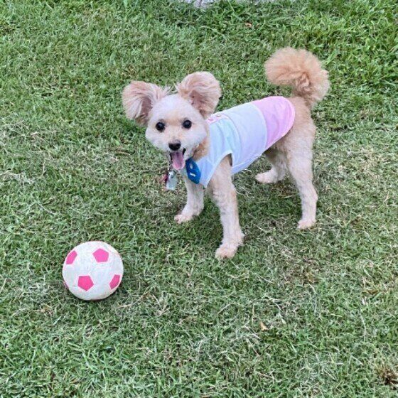 Mix小型犬