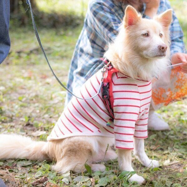 フサフサの被毛がチャームポイントのやすおくんは、FSJで保護され、譲渡会でやさしい飼い主さんに出会い、今は幸せに過ごしています。