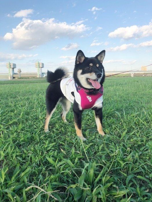 散歩中の柴犬
