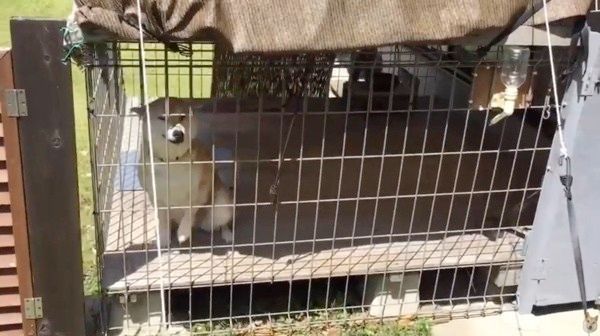 帰りを待つ犬