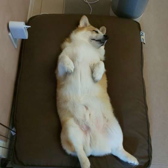 ダンテちゃん