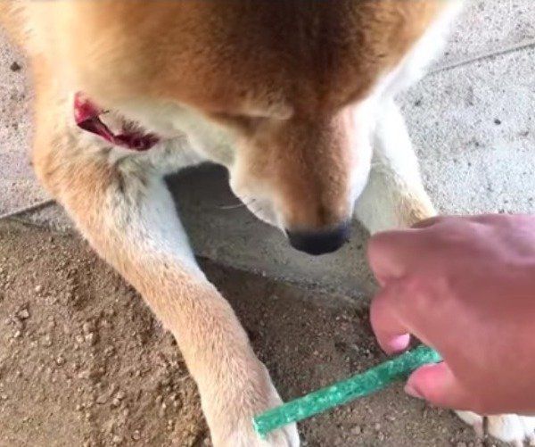 柴犬