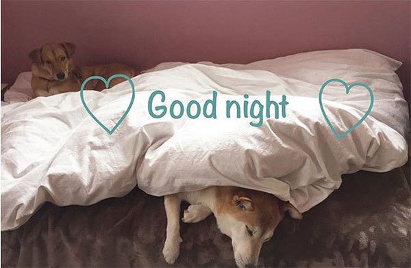眠る犬
