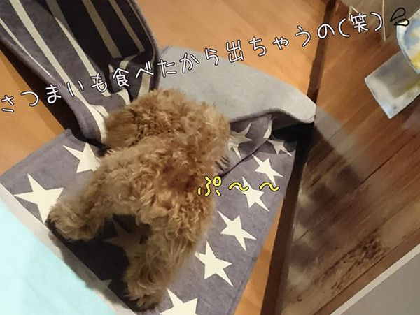遊ぶトイ・プードル