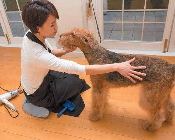 シャンプー後の犬