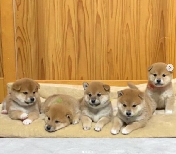 生後約1カ月の子犬たち