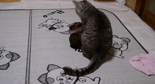 子犬と猫