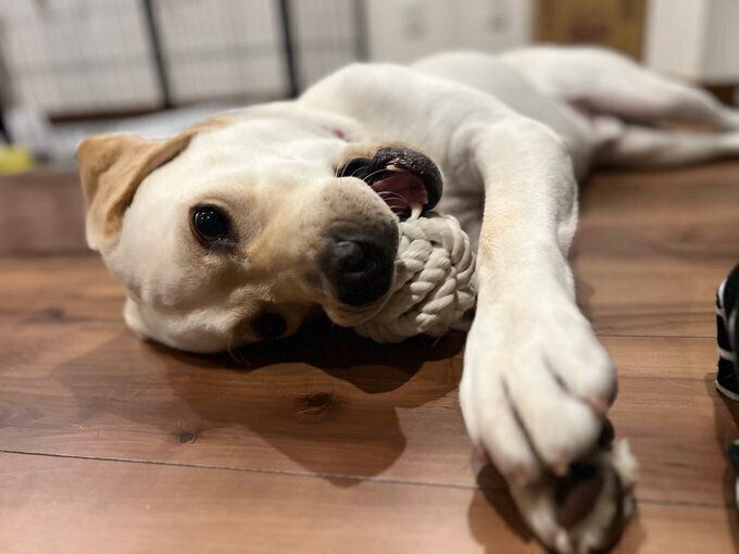 成長後のテリーくん　すっかり大きくなった