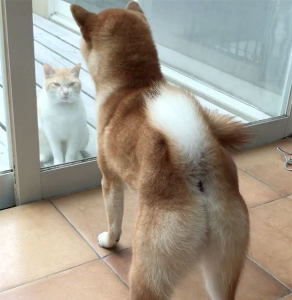 柴犬と猫