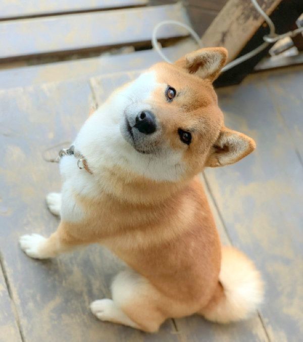 笑顔が尊い柴犬・そらくん