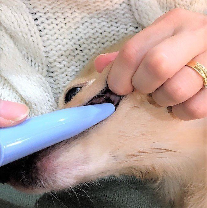 歯磨きされるダックスフンド