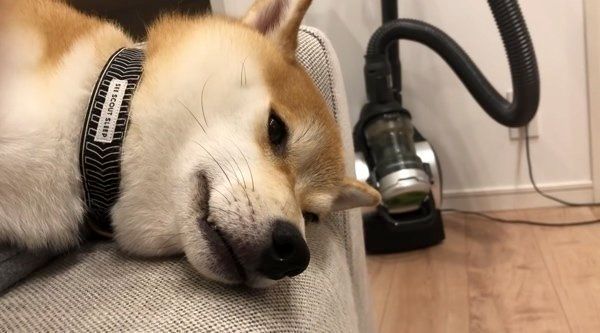 寝落ち寸前の柴犬