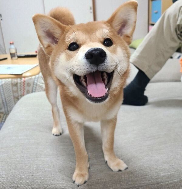 笑顔の麦くん