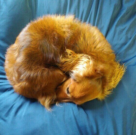 丸くなって眠るミニチュア・ダックスフンドのアンちゃん