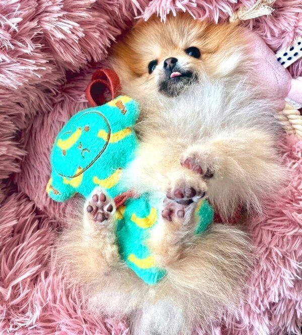 まったりするミサイルちゃん