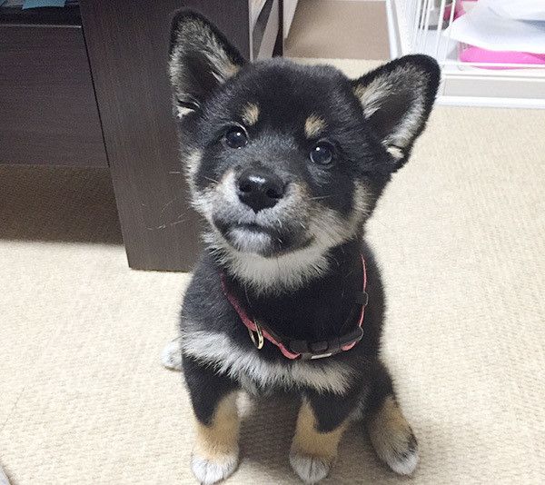 見つめる柴犬