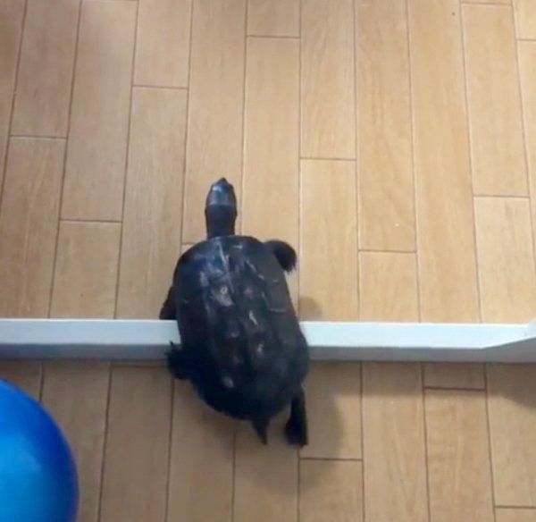柵を乗り越えようとするカメ