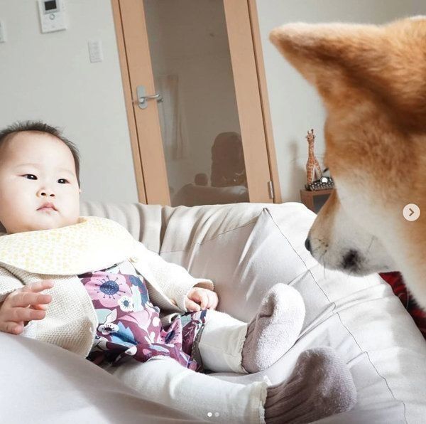 柴犬のひなたちゃんと妹ちゃん