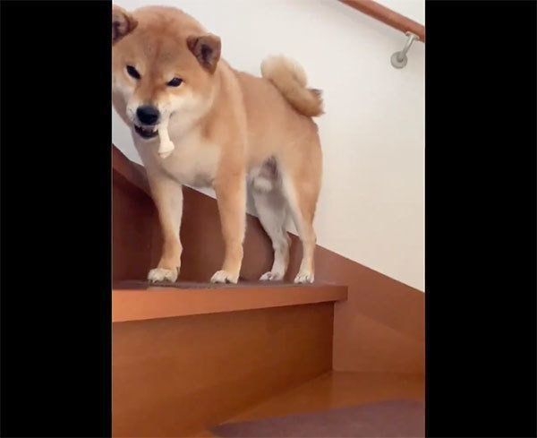 ガムをくわえる銀次くん