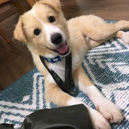見つめる犬