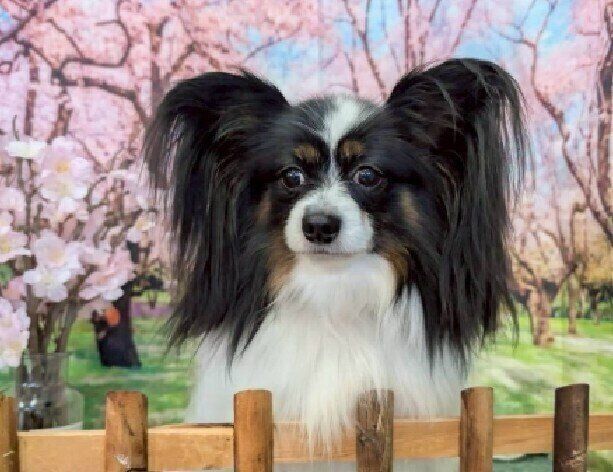 桜と一緒に写る犬