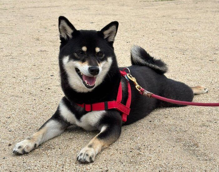 散歩を楽しむ拓ちゃん