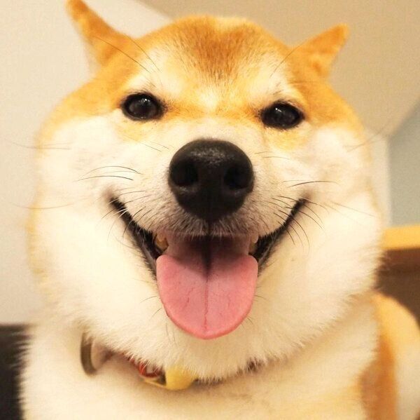 笑顔のこてつくん