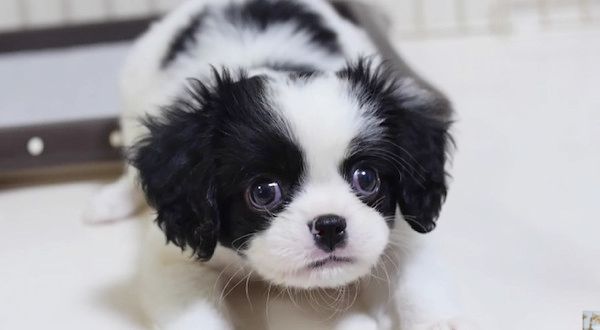 見つめる子犬