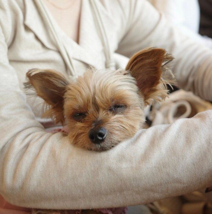 あご乗せで眠るぴのちゃん