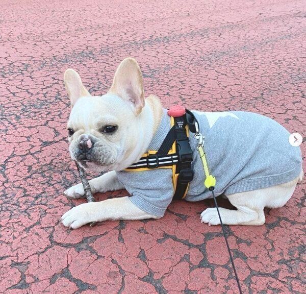 お散歩するみたらしくん
