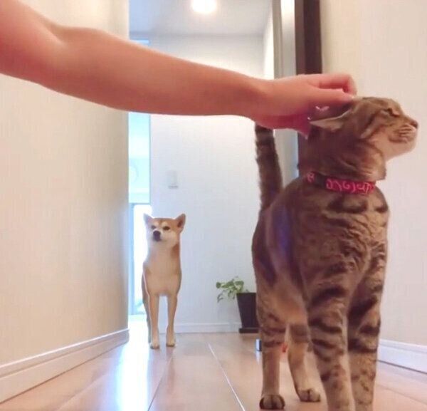 飼い主さんにナデナデしてもらうMugiくんと、順番待ちをするHaluくん