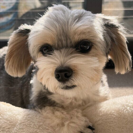 日向ぼっこ中のワンちゃん