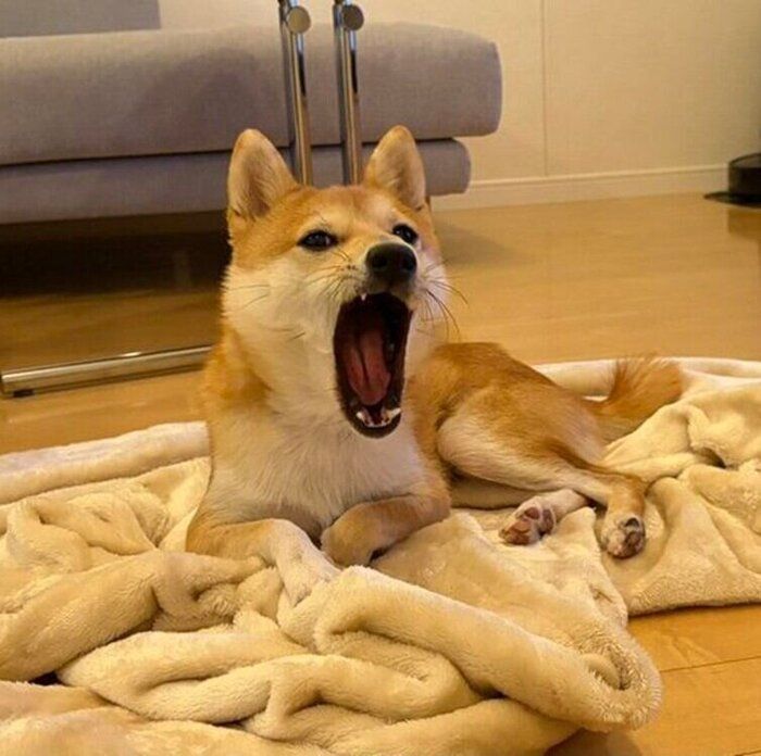 別の日の投稿 この日もあくびをするもにくん