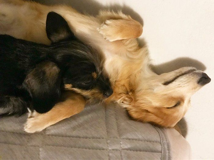腕枕で寝る犬