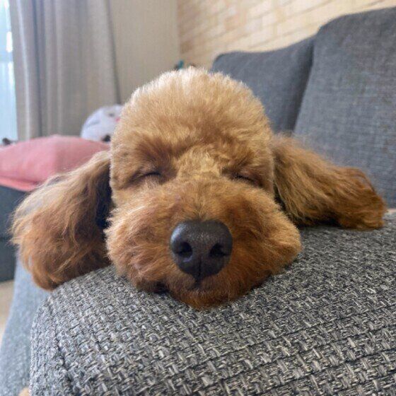 眠るトイ・プードル