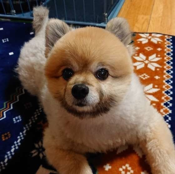 おすまし顔のポコちゃん